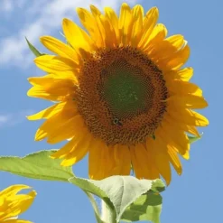 Back To The Roots 5pk Organic USA Flower Seeds -Garden Furniture Discounts GUEST 00fe6079 8f7b 4c04 ada9 860c92cb4426