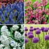 40pk Butterfly Garden Nature Friendly Collection Assorted Bulbs - National Plant Network