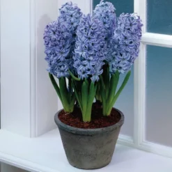 Van Zyverden 5ct Hyacinth Blue Flower Bulb Set -Garden Furniture Discounts GUEST 0a876f95 c61a 42bf aece 706ec4a3fd24