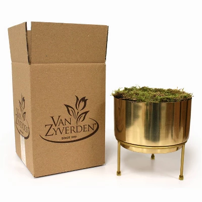 3ct Amaryllis Trio Preplanted Bulbs With Iron Brass Finish Pan Planter And Stand - Van Zyverden 5 3ct Amaryllis Trio Preplanted Bulbs With Iron Brass Finish Pan Planter And Stand - Van Zyverden - Image 3