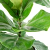 10" Fiddle Leaf Fig Plant - National Plant Network -Garden Furniture Discounts GUEST 1d70bb4b 234a 4ac4 922f 28f663c66170