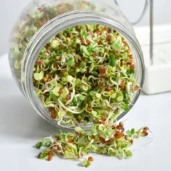 Tribest GEO Sprouting Jar System With Stainless Steel Rack And Ceramic Base Plate – Clear -Garden Furniture Discounts GUEST 233561dd d0c4 4b22 8d23 695e494c00e1