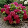 3pc Hydrangea Red Beauty - National Plant Network -Garden Furniture Discounts GUEST 2879c740 807c 4971 a251 d158a9222872