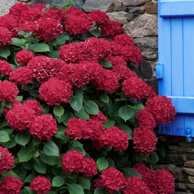 3pc Hydrangea Red Beauty - National Plant Network 4 3pc Hydrangea Red Beauty - National Plant Network - Image 2