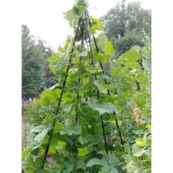 Titan Teepee Trellis Large Lightweight Metal Garden Trellis For Climbing Plants And Flowers - Gardener's Supply Company -Garden Furniture Discounts GUEST 3687961f 9346 491c be00 e6385f0f2788