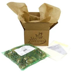 12ct Tulips Casa Grande Bulbs - Van Zyverden 6 12ct Tulips Casa Grande Bulbs - Van Zyverden -Garden Furniture Discounts GUEST 3ec89b3a 67aa 458a bc1b 0e64f312c218