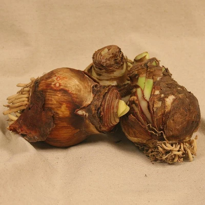 Van Zyverden 3ct Amaryllis Red Lion Flower Bulb Set 3 Van Zyverden 3ct Amaryllis Red Lion Flower Bulb Set