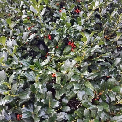Holly 'Nellie R. Stevens' 1pc U.S.D.A. Hardiness Zones 6-9 National Plant Network 2.25gal 3 Holly 'Nellie R. Stevens' 1pc U.S.D.A. Hardiness Zones 6-9 National Plant Network 2.25gal