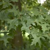 2.25gal Pin Oak Tree - National Plant Network