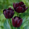12ct Tulips Super Sized Queen Of Night Bulbs - Van Zyverden 2 12ct Tulips Super Sized Queen Of Night Bulbs - Van Zyverden -Garden Furniture Discounts GUEST 4db56c5e 43a7 4fe5 9df4 b6ae281f0fe6