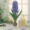 Van Zyverden 5ct Hyacinth Blue Flower Bulb Set 2 Van Zyverden 5ct Hyacinth Blue Flower Bulb Set -Garden Furniture Discounts GUEST 529241fb 6a58 4172 aa4d a489540d5d07