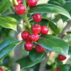 Holly 'Needlepoint' 2.25gal U.S.D.A. Hardiness Zones 7-9 - 1pc - National Plant Network -Garden Furniture Discounts GUEST 54e2127b 3261 4e62 a734 f5548169ec0a