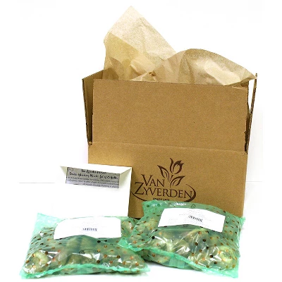 Oxalis Versicolor Set Of 10 Bulbs - White/Red - Van Zyverden 4 Oxalis Versicolor Set Of 10 Bulbs - White/Red - Van Zyverden - Image 2