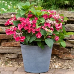 3pc Hydrangea Cherry Explosion - National Plant Network -Garden Furniture Discounts GUEST 5cbef659 9c79 4f42 b0ed 3411bec0f9bf