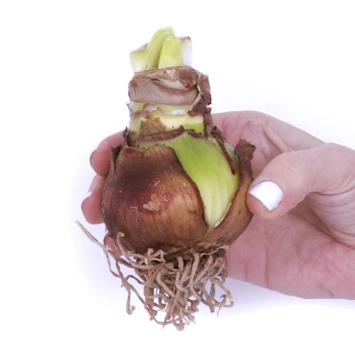 3ct Amaryllis Trio Preplanted Bulbs With Iron Brass Finish Pan Planter And Stand - Van Zyverden 4 3ct Amaryllis Trio Preplanted Bulbs With Iron Brass Finish Pan Planter And Stand - Van Zyverden - Image 2