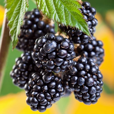 1pc Blackberry Arapaho - National Plant Network 4 1pc Blackberry Arapaho - National Plant Network - Image 2