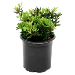Azalea 'Judge Solomon' 2.5qt U.S.D.A. Hardiness Zones 7-10 - 1pc - National Plant Network -Garden Furniture Discounts GUEST 6a348603 17f6 4576 bc16 1c5734122b81