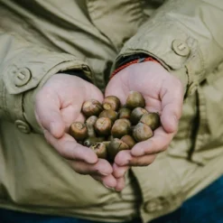 2.25gal Nutall Oak Tree - National Plant Network -Garden Furniture Discounts GUEST 6c0a22a9 39c6 42a4 8e62 3752b5b51ed1