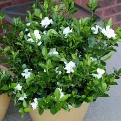 2.25gal Radicans Gardenia Plant White Blooms - National Plant Network -Garden Furniture Discounts GUEST 6de0a48b dbc6 4a89 9d4b 1999246782bb