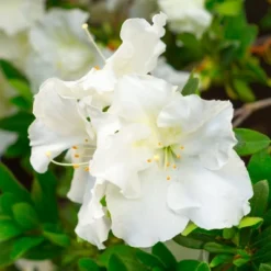 Azalea 'Gumpo White' U.S.D.A. Hardiness Zones 7-9 - 1pc - Cottage Hill -Garden Furniture Discounts GUEST 70f327cd c01d 4d35 a0f0 dedd8285324b
