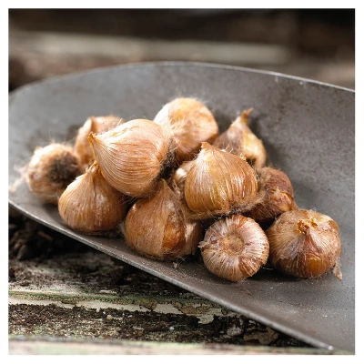 Oxalis Versicolor Set Of 10 Bulbs - White/Red - Van Zyverden 3 Oxalis Versicolor Set Of 10 Bulbs - White/Red - Van Zyverden