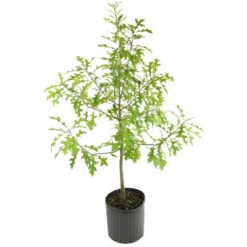 2.25gal Nutall Oak Tree - National Plant Network -Garden Furniture Discounts GUEST 741a2421 61cf 4212 a96f f89b28fd8335