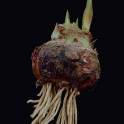 Van Zyverden Amaryllis Red Hypersonic Flower Bulb -Garden Furniture Discounts GUEST 7580982a c45e 49ec bd7b d08b77e0a4e1 1