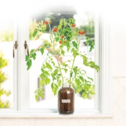 Back To The Roots Organic Tomato Grow Kit -Garden Furniture Discounts GUEST 761ae776 020c 4c9e 930b 0e4a9b2de8cb