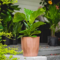 10" Fiddle Leaf Fig Plant - National Plant Network -Garden Furniture Discounts GUEST 7aa45536 2468 44d6 b999 ca6332abc335