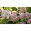 Hydrangea Berry White Shrub - National Plant Network -Garden Furniture Discounts GUEST 7c620205 b4bd 43e9 b9c4 c136a168d7a2