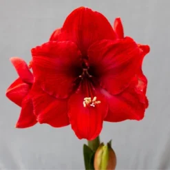 Van Zyverden Amaryllis Red Hypersonic Flower Bulb -Garden Furniture Discounts GUEST 800626ce a095 42dc 9d72 1962a80f44e7