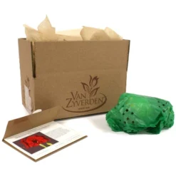 Van Zyverden Amaryllis Red Hypersonic Flower Bulb -Garden Furniture Discounts GUEST 8372e198 f2b4 4c72 8e95 582b9af84bc1