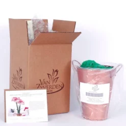 Van Zyverden Amaryllis Red Popov Flower Bulb With Artisan Decorative Planter -Garden Furniture Discounts GUEST 88850e9d 516b 40d0 9415 49799eb90ad0