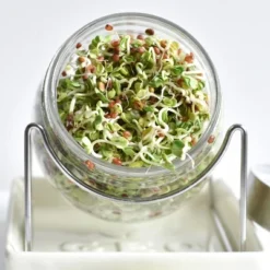 Tribest GEO Sprouting Jar System With Stainless Steel Rack And Ceramic Base Plate – Clear -Garden Furniture Discounts GUEST 8c36ed12 8655 4380 a14f 4391e00c9ebb