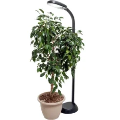 Hydrofarm Agrobrite FLF27DF 27W 120V Indoor Gooseneck Adjustable 48' To 61' Standing Plant Lamp Light With 6 Foot Power Cord, Black -Garden Furniture Discounts GUEST 93b806a7 2374 4709 88f8 456729ccc568