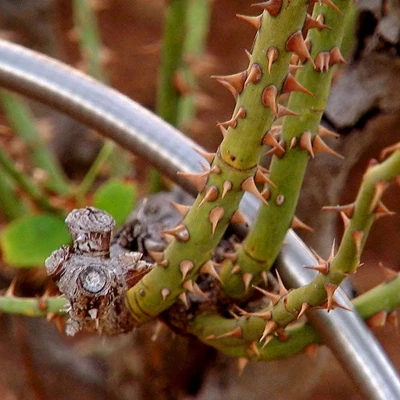 Bernini 75' Metal Garden Hose With Flex End Watering Wand 10 Bernini 75' Metal Garden Hose With Flex End Watering Wand - Image 8