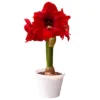 Van Zyverden Amaryllis Red Hypersonic Flower Bulb 2 Van Zyverden Amaryllis Red Hypersonic Flower Bulb -Garden Furniture Discounts GUEST 99778791 ccba 4ef6 911e 4cc2ba4a8516