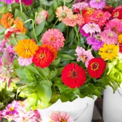 Back To The Roots 5pk Organic USA Flower Seeds -Garden Furniture Discounts GUEST 9a5e7d18 d232 4ca6 bffc 0cf53ae0febb