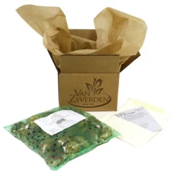 Tulips Economy Medley Of Varieties Set Of 100 Bulbs - Van Zyverden -Garden Furniture Discounts GUEST ab06bda9 2e01 4985 b34e 0e901f8d344a