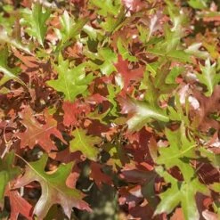 2.25gal Pin Oak Tree - National Plant Network -Garden Furniture Discounts GUEST ae3bd5a3 5617 4d6e b994 d1a0e56d2b37