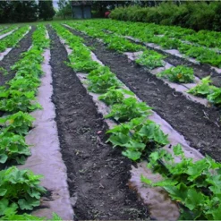 DeWitt NAT4300 4 X 300 Ft All Natural Organic Biodegradable Paper Mulch Garden Weed Control Barrier -Garden Furniture Discounts GUEST afa47aaa d8ff 4a47 84fc 392b9a8b5666