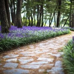 15pc Variegated Liriope - National Plant Network -Garden Furniture Discounts GUEST b0f8ec51 419f 424e bb02 02f5be067ab3