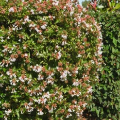 Abelia 'Rose Creek' 1pc U.S.D.A. Hardiness Zones 6-9 National Plant Network 2.25gal -Garden Furniture Discounts GUEST bda46c49 f9e7 45bd ac47 ec8cad7ad828