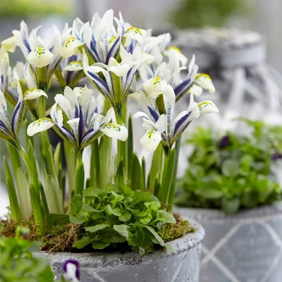 8ct Dwarf Iris Eye Catcher Bulbs - Van Zyverden 3 8ct Dwarf Iris Eye Catcher Bulbs - Van Zyverden