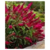 Royal Red Buddleia - National Plant Network -Garden Furniture Discounts GUEST c601f8e3 9ac3 4f14 8fc5 cc1f3e27af80