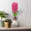 Fragrant Pink Hyacinth Bulb With Forcing Vase - National Plant Network -Garden Furniture Discounts GUEST c62b49e0 ece0 499b 93b5 b78a8583a664