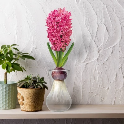 Fragrant Pink Hyacinth Bulb With Forcing Vase - National Plant Network 3 Fragrant Pink Hyacinth Bulb With Forcing Vase - National Plant Network