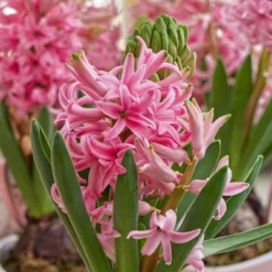 Fragrant Pink Hyacinth Bulb With Forcing Vase - National Plant Network 5 Fragrant Pink Hyacinth Bulb With Forcing Vase - National Plant Network -Garden Furniture Discounts GUEST c880c9f9 537d 4d29 97b4 2766cc76dd8d