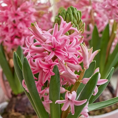 Fragrant Pink Hyacinth Bulb With Forcing Vase - National Plant Network 4 Fragrant Pink Hyacinth Bulb With Forcing Vase - National Plant Network - Image 2