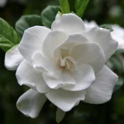 2.25gal Radicans Gardenia Plant White Blooms - National Plant Network -Garden Furniture Discounts GUEST c8b4a818 981d 483f ad17 ab72068b0ce6